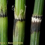 Equisetum × trachyodon Other