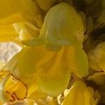 Cistanche phelypaea Λουλούδι