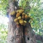 Artocarpus integer Fruit