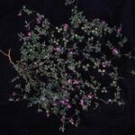 Argyrolobium roseum Hábito