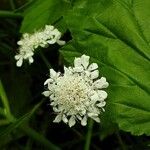 Oenanthe aquatica Flower