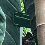 Philodendron melanochrysum Fuelha