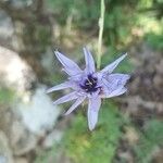 Catananche caeruleaBlüte