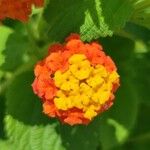 Lantana camaraBlodyn