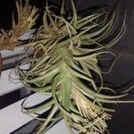 Tillandsia aeranthos 葉