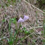 Soldanella alpina Flower