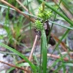 Carex divisa ᱵᱟᱦᱟ