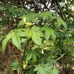 Acer oliverianum ᱥᱟᱠᱟᱢ