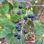 Ligustrum ovalifolium Frucht