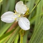 Libertia chilensis Λουλούδι