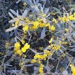 Acacia redolens Kvet