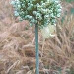Allium ampeloprasum Virág