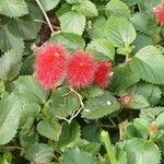 Acalypha herzogiana Květ