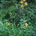 Lilium parryi Агульны выгляд