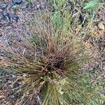 Juncus bufonius List