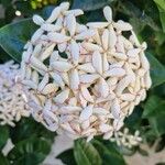 Ixora finlaysoniana Flower