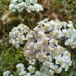 Achillea millefoliumFlor