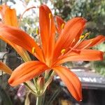 Cyrtanthus elatus Flower