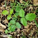 Rubus hispidus Leaf