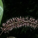 Panopsis sessilifolia Lorea