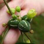 Diplocyclos palmatus Fruit