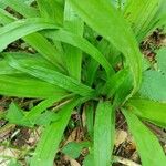 Carex plantaginea Leaf