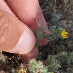 Lotus subbiflorus Frucht