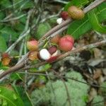 Protium heptaphyllum Fruit