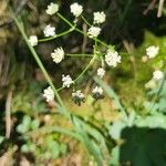 Astrantia carniolica