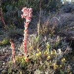 Sempervivum montanum Квітка