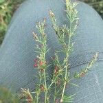 Galium rubrum Kwiat