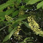 Palicourea luxurians List