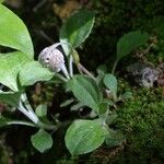 Antennaria solitaria Habitus