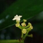 Eumachia sciadephora Flower