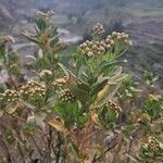 Baccharis prunifolia Flor
