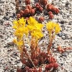 Sedum lanceolatum Habit