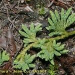 Diphasiastrum alpinum Arall