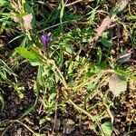 Orychophragmus violaceus Hábito