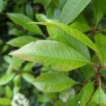 Photinia serrulata Leaf