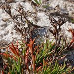 Polypremum procumbens Celota