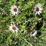 Carlina acaulisFlower