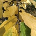 Parrotia subaequalis Hoja