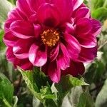 Dahlia pinnataBlüte