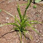Carex pendula Plante entière
