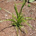 Carex pendula Habit