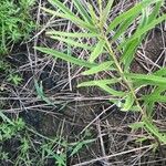 Asclepias asperula Feuille