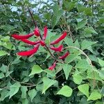 Erythrina herbacea 花