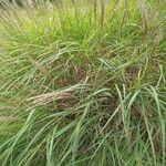 Miscanthus sinensis Leaf