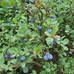 Vaccinium uliginosum Плід