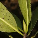 Rhizophora mangle Leaf